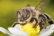 PszczoÅ‚a miodna