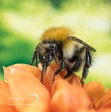 Carder Bumblebee