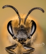 PszczoÅ‚a