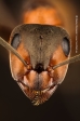 Wood Ant