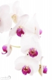 Orchidea - 1