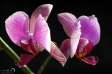 Orchidea - 2