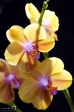 Orchidea - 3