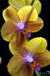 Orchidea - 4