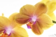 Orchidea - 5