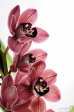 Orchidea - 6
