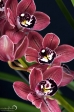 Orchidea - 7