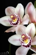 Orchidea - 8