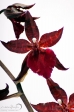 Orchidea - 9
