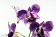Orchidea - 10