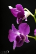 Orchidea - 11