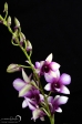 Orchidea - 12