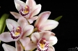 Orchidea - 13