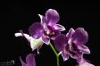 Orchidea - 16
