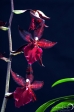 Orchidea - 17