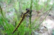 Southern Hawker - 1