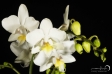 Orchidea - 19